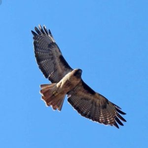 Observación de Aves en Guadalajara