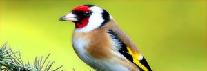 Observación de Aves en Morelos