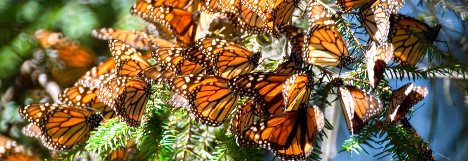 Observacion de Mariposas en el Estado de Mexico