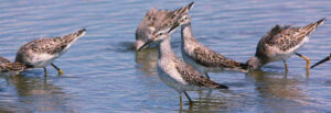 Observación de Aves en Baja California