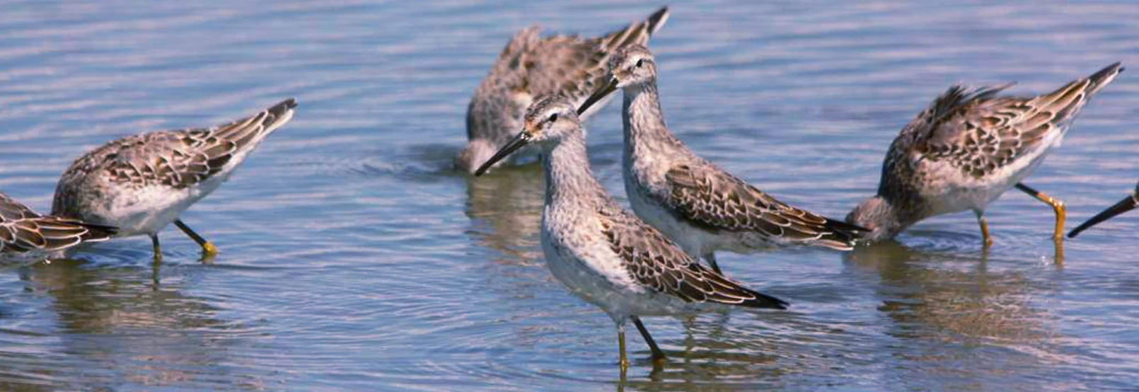 Observación de Aves en Baja California