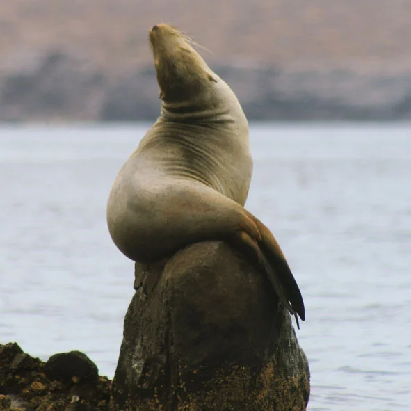 Observación de Lobos Marinos en Los Cabos