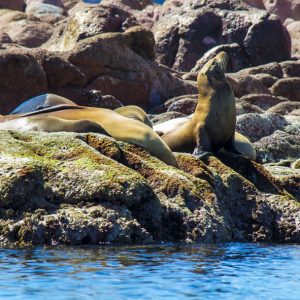 Observación de Lobos Marinos en México