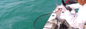 Pesca Deportiva en Campeche