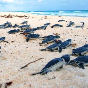 Liberación de Tortugas en Cozumel