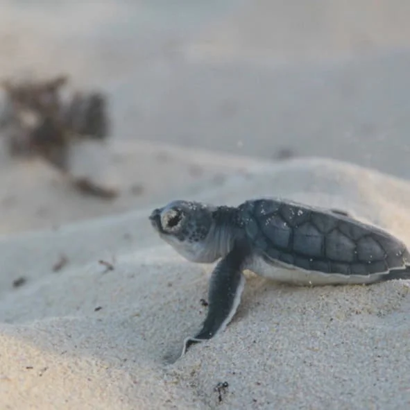Liberación de Tortugas en Isla Mujeres