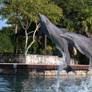 Nado con Delfines en la Riviera Maya