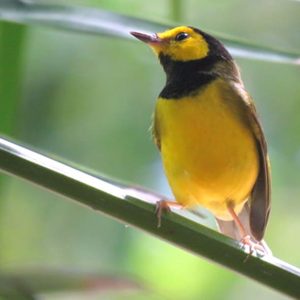 Observación de Aves en la Riviera Maya