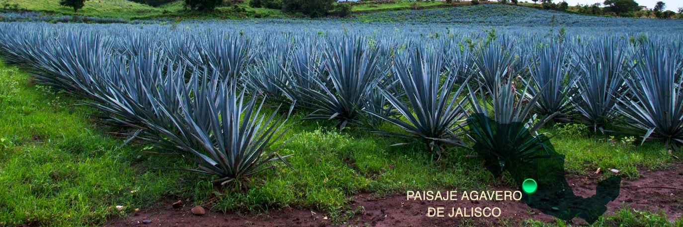 Paisaje Agavero e Instalaciones Industriales Antiguas de Tequila