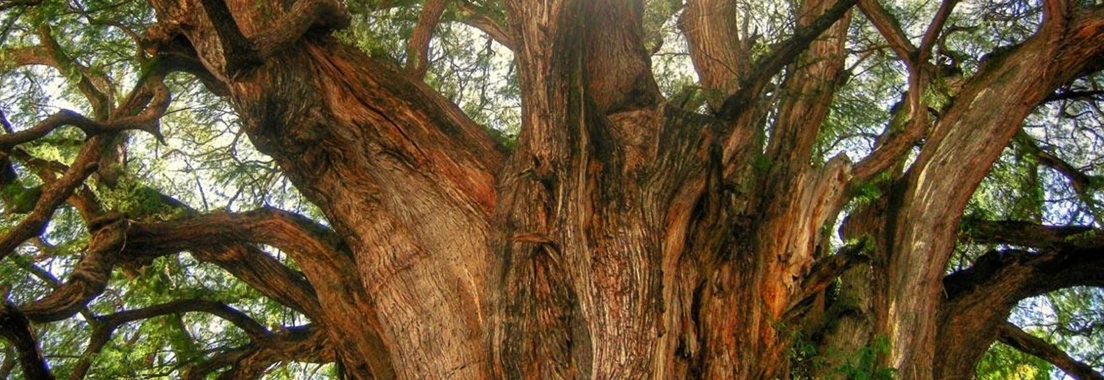 Foto Galería