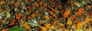 Ruta de la Relajación y de la Mariposa Monarca en el Estado de México