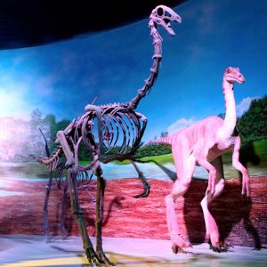Museo de la Evolución