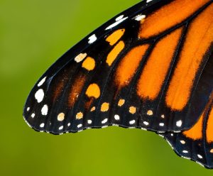 Comienza la Temporada de la Mariposa Monarca