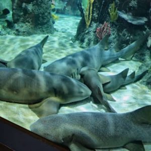 Acuario Michin CDMX