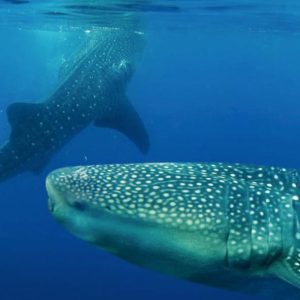 Nado con un Tiburón Ballena en Isla Mujeres