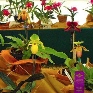 Orquidario en Morelia