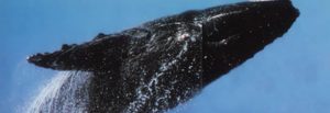 Avistamientos de Ballenas en San Carlos