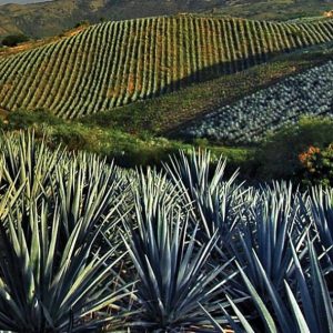 Ruta del Tequila: paisajes, arqueología y sabor en Jalisco 