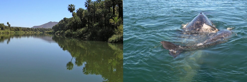 Laguna San Ignacio: Santuario de Ballenas, Tortugas y Aves Migratorias